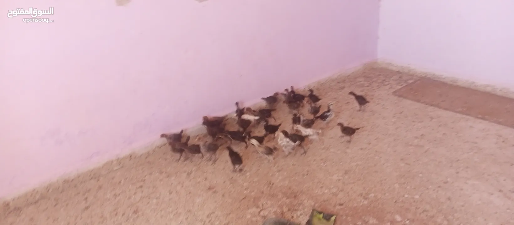 صيصان بلدي