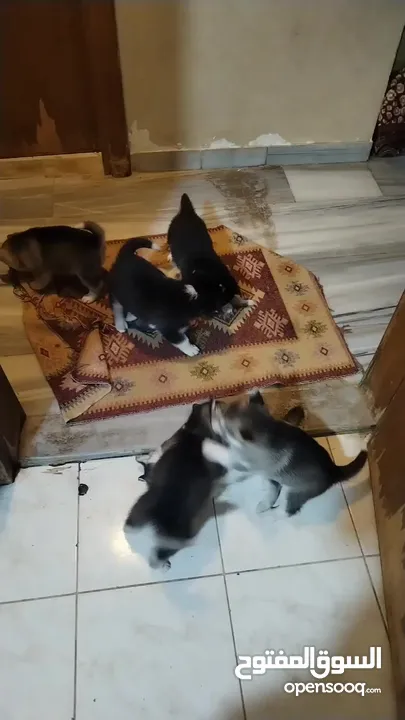 هاسكي مبندق العمر اقل من شهرين