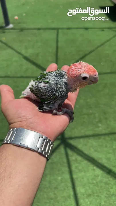 فرخ وايت بيلي كايك baby white bellied caique