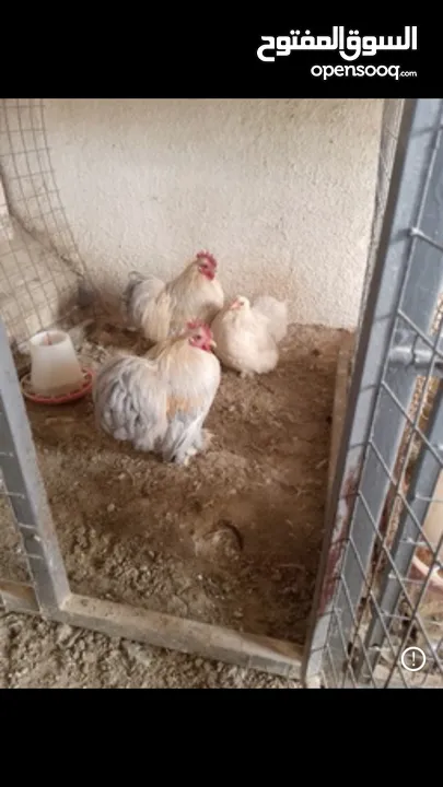 صوص وبيض لاكن فيلر وكوشن أزبيل