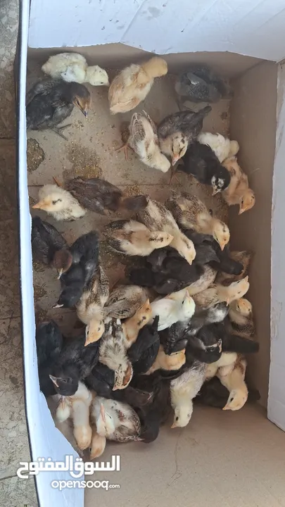 صوووص بلدي