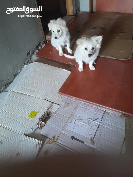 Pure white Loulou puppies for sale-3 months old- /puppy