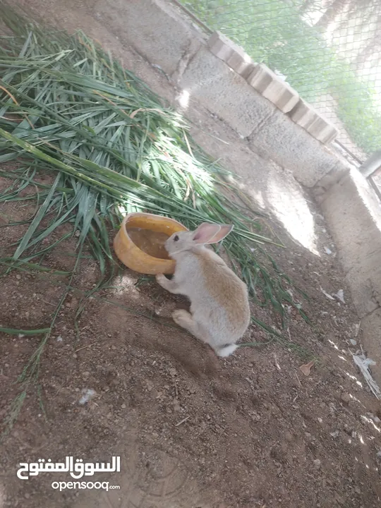 Rabbits in alain a very special rare for both of them