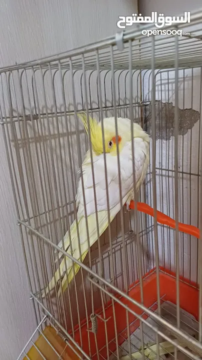 ببغاء كوكتيل حلو ومرتب وبعمر اصغير اكلو معو وقفسو معو ونضيف جدآ للبيع مع جميع اغراضو