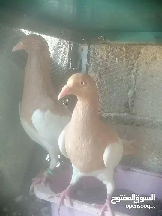 جوزين يهودي جوز اصفر وجوز احمر على صفره