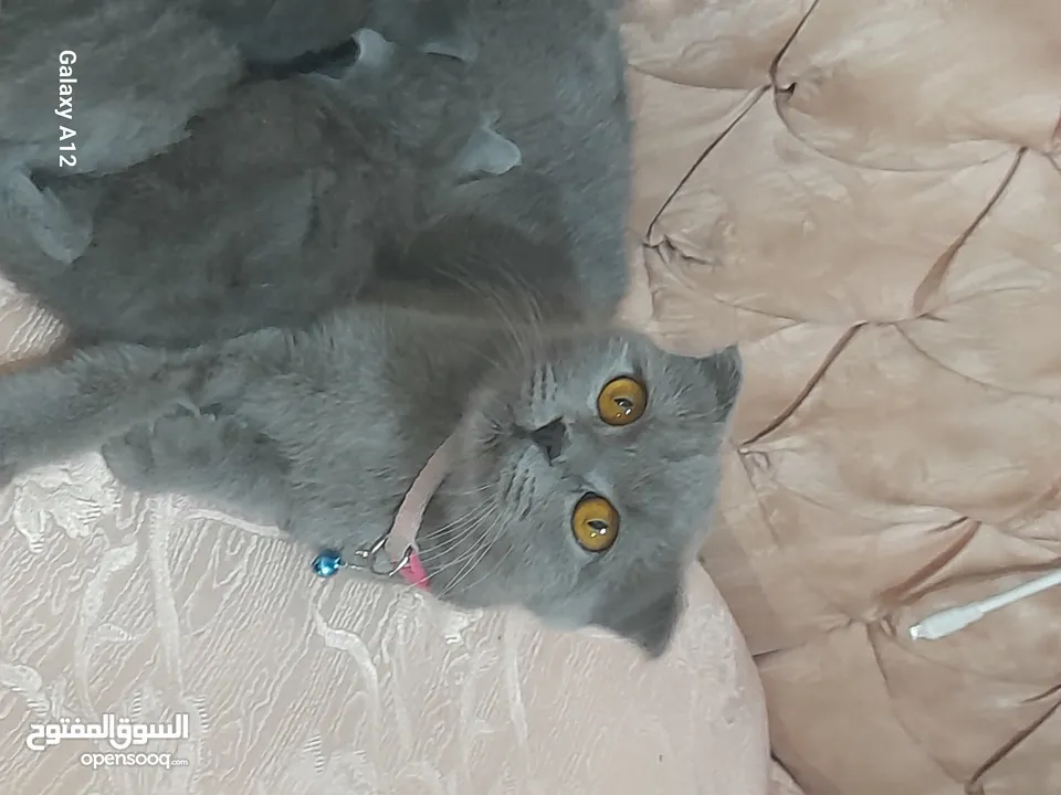 قطط سكواتش فولد  الام والاب  نفس الفصيله الاذن  قصيره   لس لم يتم الفطام البيع الام  والاولاد