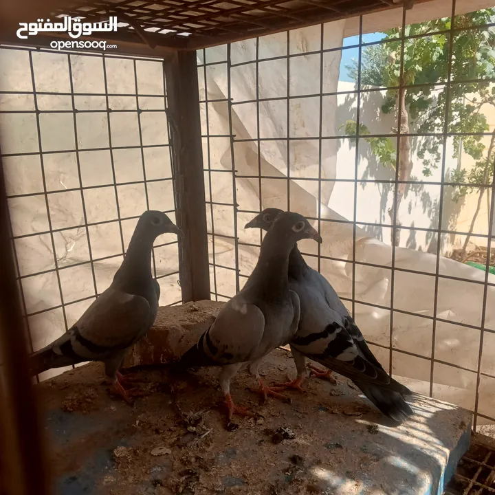 حمام زاجل فطام جديد دماء قوية  ثلاثة فراخ نخب  مطلوب 12دينار  اربع دينار الواحد