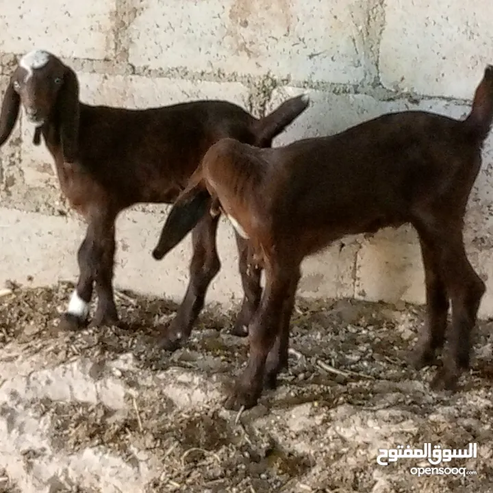 بسم الله ماشاء الله 14 راس غنم من ضمنهم شعريتين وتيس وعنزه وراها توم جدايه