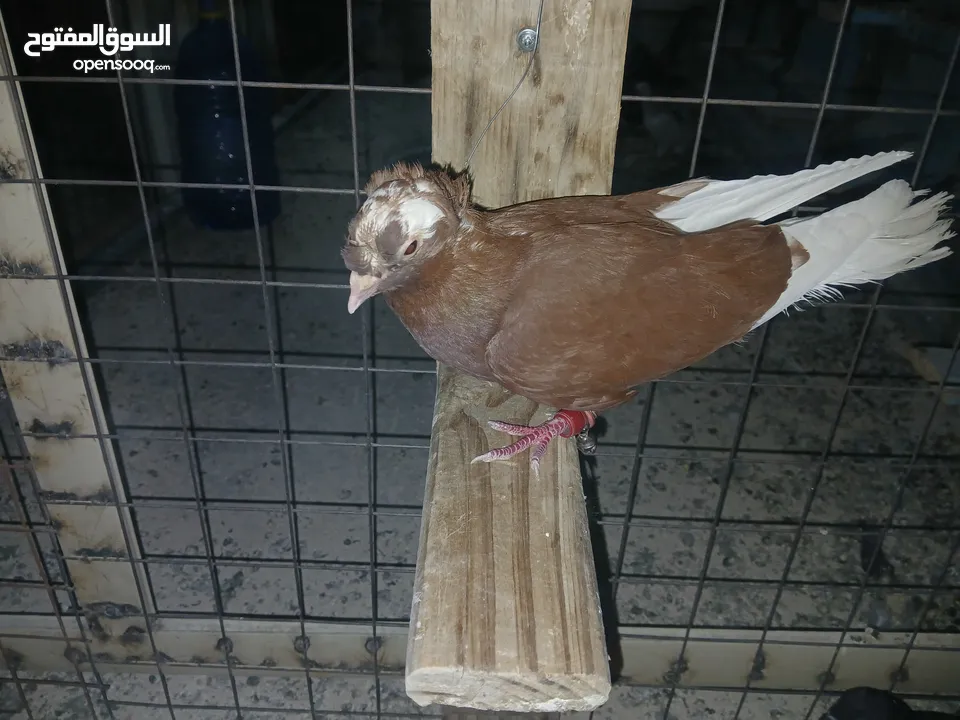 كوم كامل للبيع  دينارين ونص الحبه زق وكش الفحول كلها كش