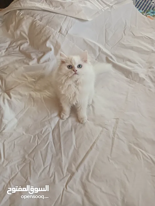 Pure Persian Kitten