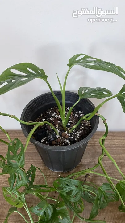 نبتة داخلية مونستيرا أدانسوني  plant Monstera Adansonii