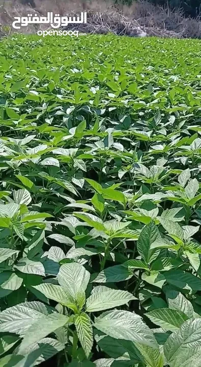 ملوووخيه جاهزه للطبخ او تفريزززز فرم على اليد ناعممم السعر حسب الكميه المطلوبه