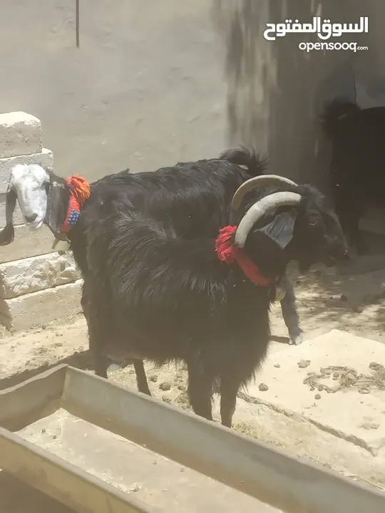ثلاث معزا كفالة حليب 2خمسيات وحده رايحلها سن وعينها مبيضه