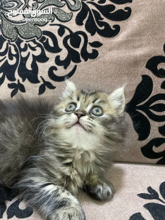 قطط مميزه للبيع