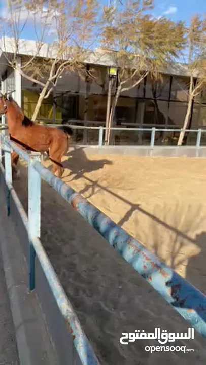 مهرة عربية أصيلة مسجلة - دماء مميزة -مهرة مميزة الها مستقبل