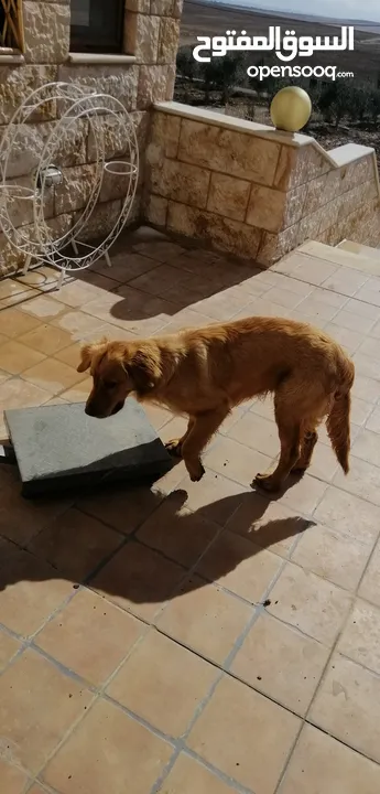 جوز Golden Retriever جولدن ريتريفر اصلي ذكر وأنثى لأعلى سعر
