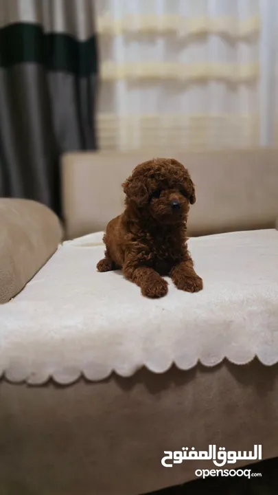 korean toy poodle T_cup now in Jordan كورين توي بودل تيكب