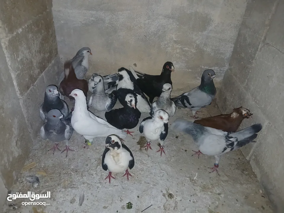 كوم كامل للبيع  دينارين ونص الحبه زق وكش الفحول كلها كش