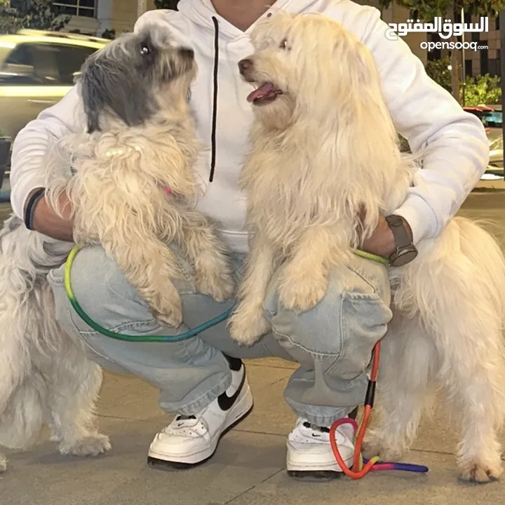 كلاب مالتيز للبيع بسعر مغري قابل للتفاوض بشيء بسيط
