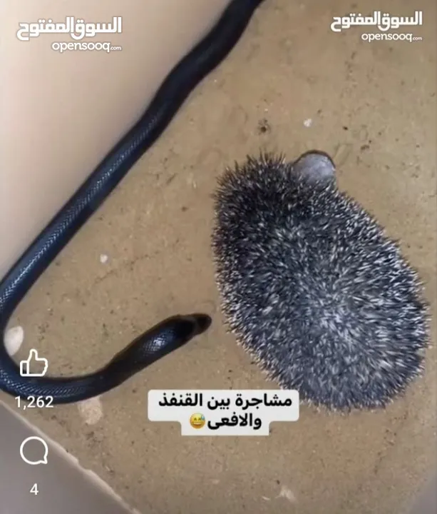 قنفذ أليف للبيع