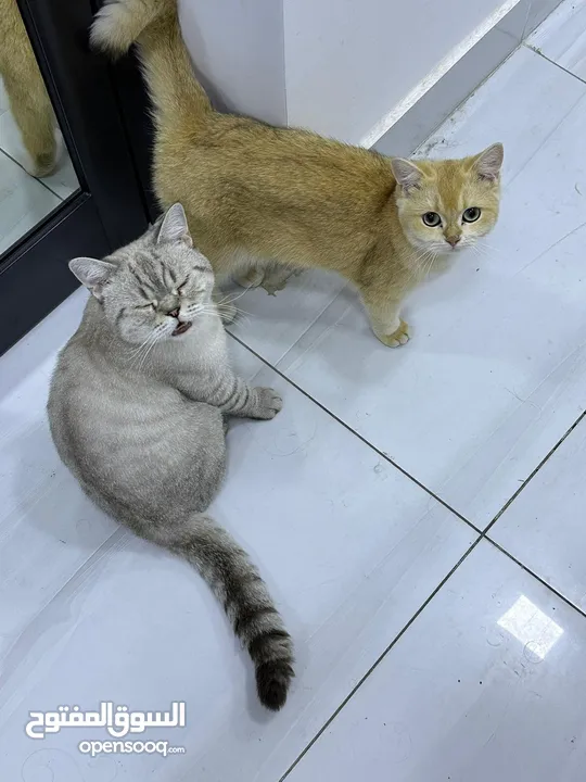 قطتان جميلتان تبحثان عن بيت دافئ  Two lovely cats looking for a loving home