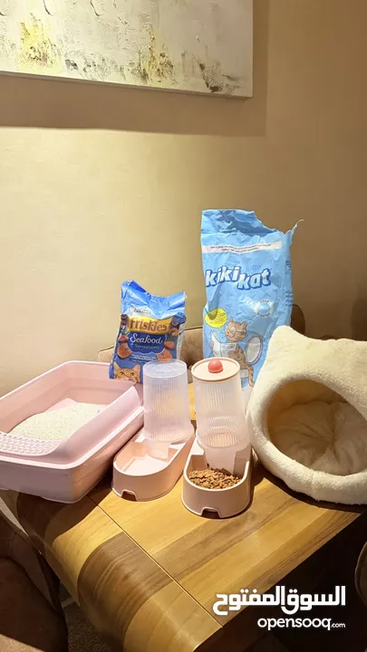 قطة شيرازي مع اغراضها