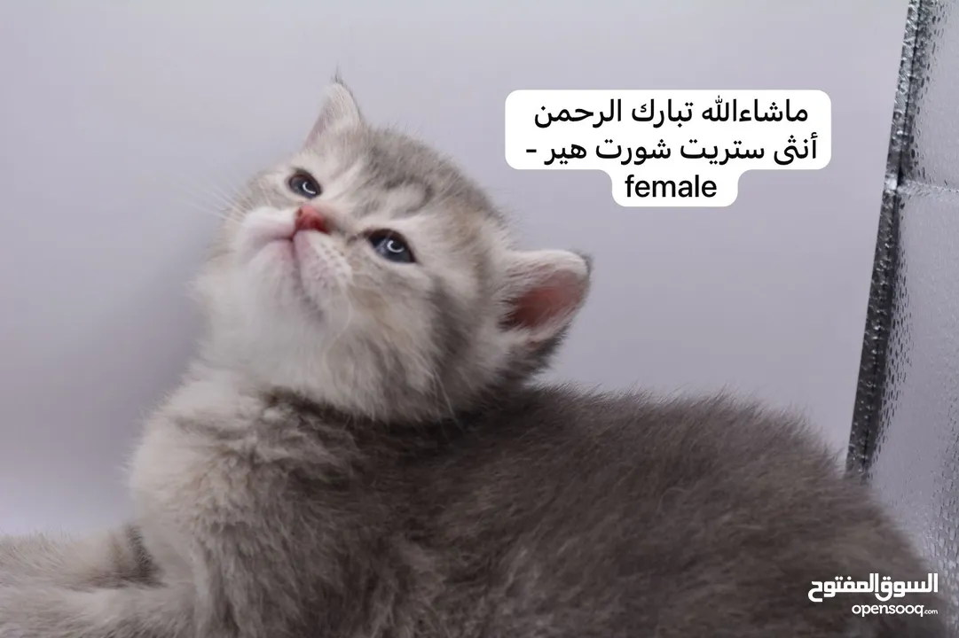 سكوتش كيتن فولد وستريت الوان مميزه ليلك ومشمشي وغيرها 15 كيتن