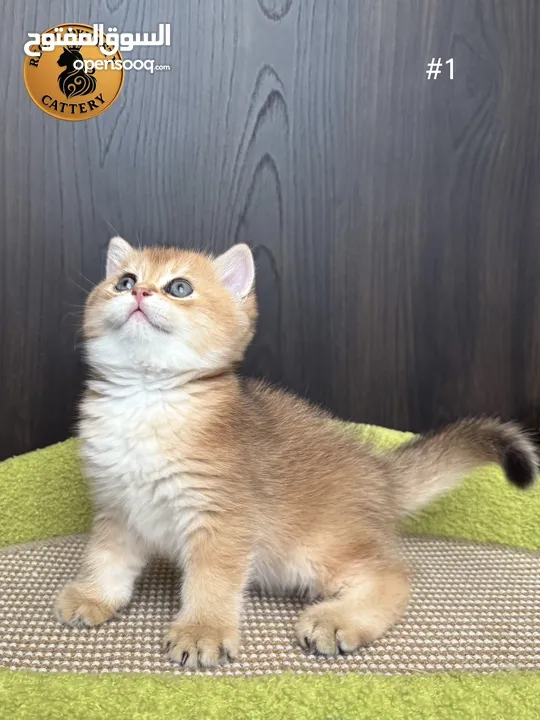 High-level British Shorthair kittens with pedigree