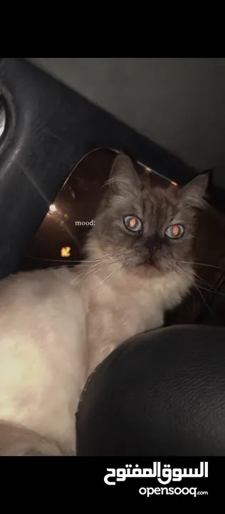 اللهم صلي ع سيدنا محمد  قطه هملايا لعبوبه الاليفه جدا السعر مميز للبيع المستعجل  . . .