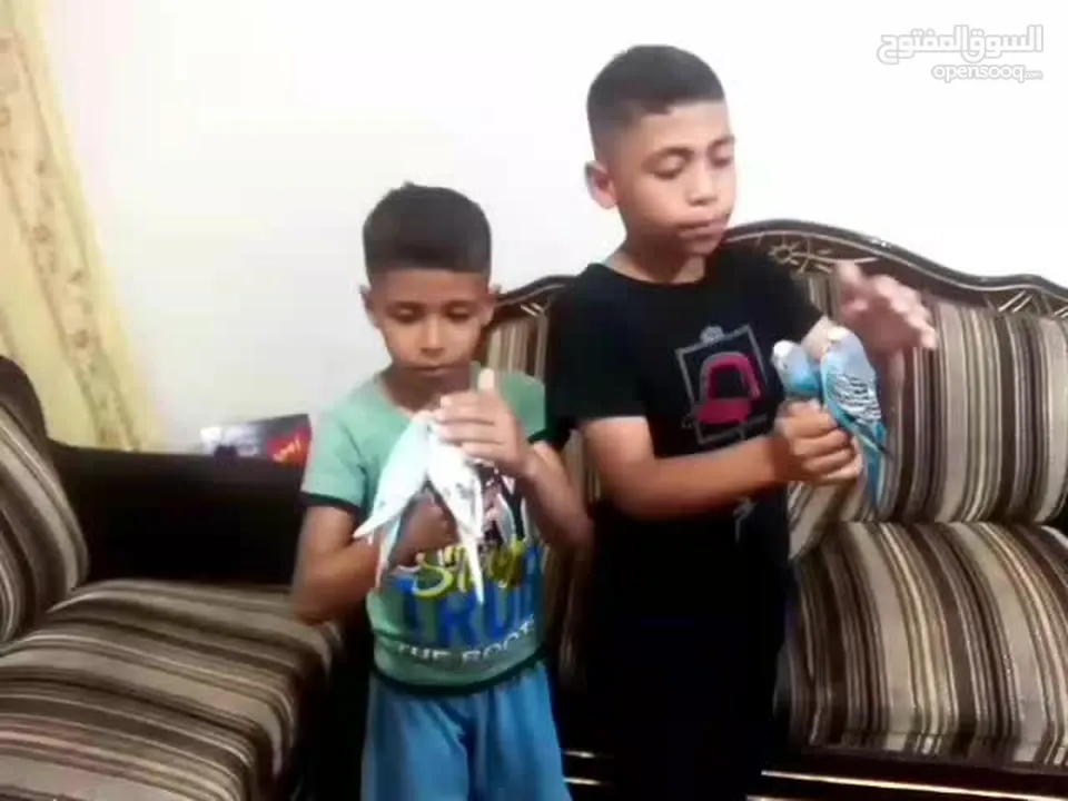 متاح جوزين  حب  كلهم اليفات كلهم جواز شغالة جواز نخب للبيع اقرء الوصف
