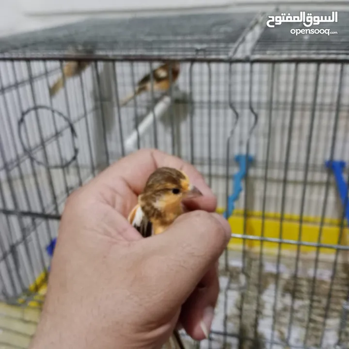 3 فراخ كنار