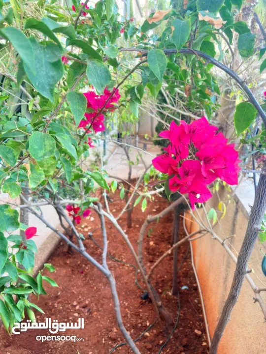 شقة مفروشة البيرة منطقة البالوع قرب مديرية الصحة