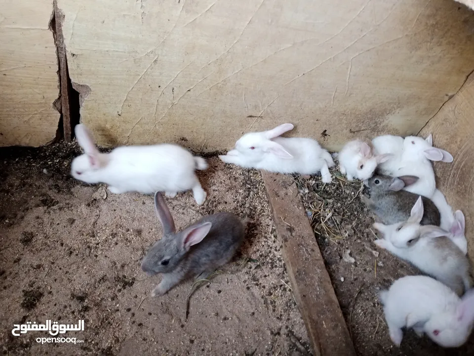 أرانب بلدي و فرنسي للبيع  ديوك بلدي للبيع