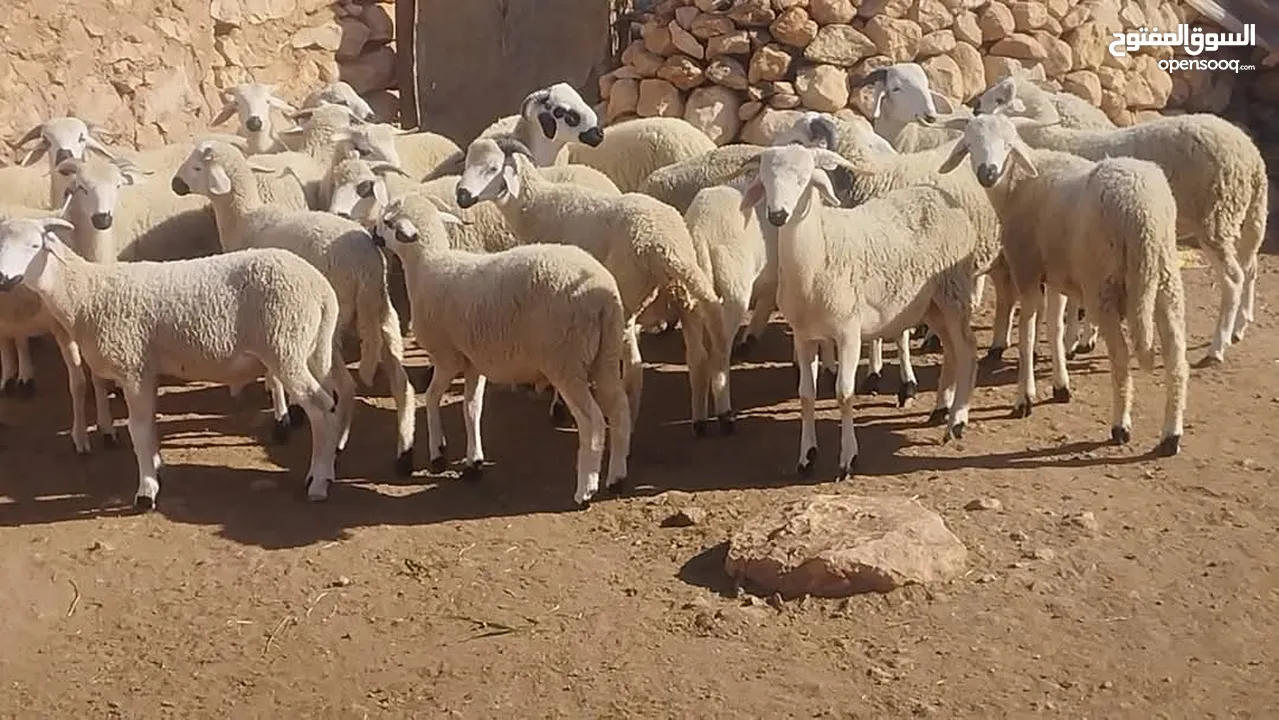 غنم دوربر الي يدور ذبايح طيبه