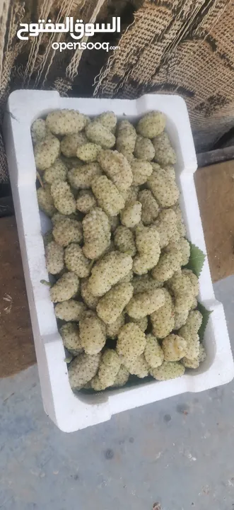 يوجد توت ابيض اسود