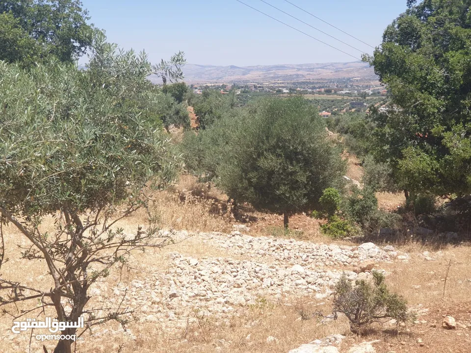 ارض 6 دونمات مزروعة زيتون في الصبيحي سعر مغري 100000 قرب التنظيم
