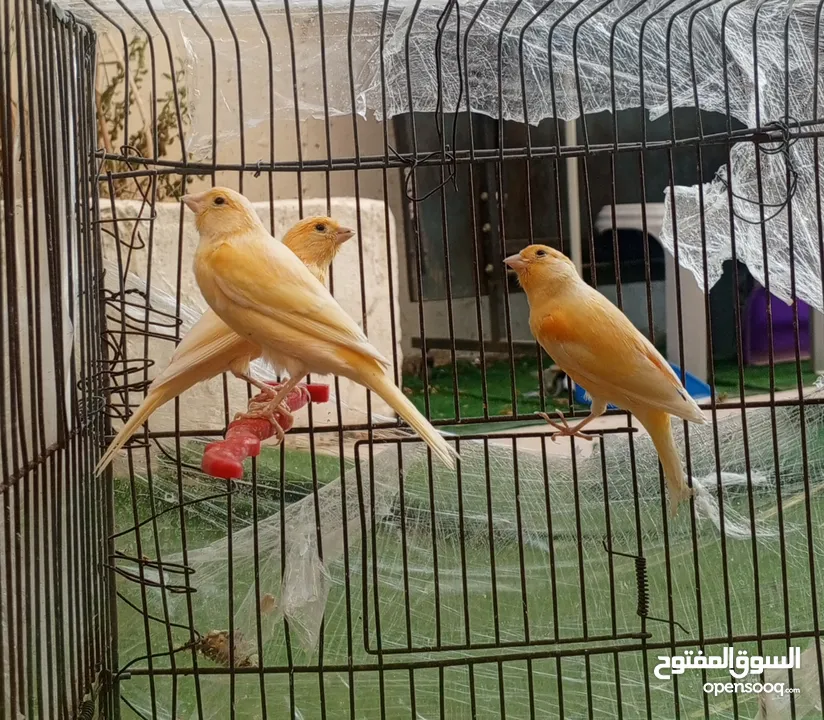 كنارات درجة أولى للبيع ( ذكرين و انثى )
