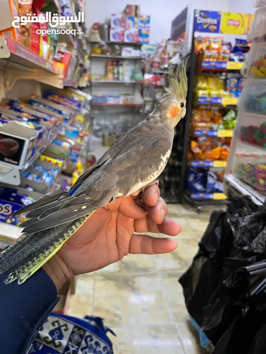 طير كوكتيل