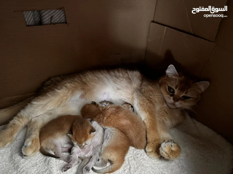 Golden chinchilla and kittens