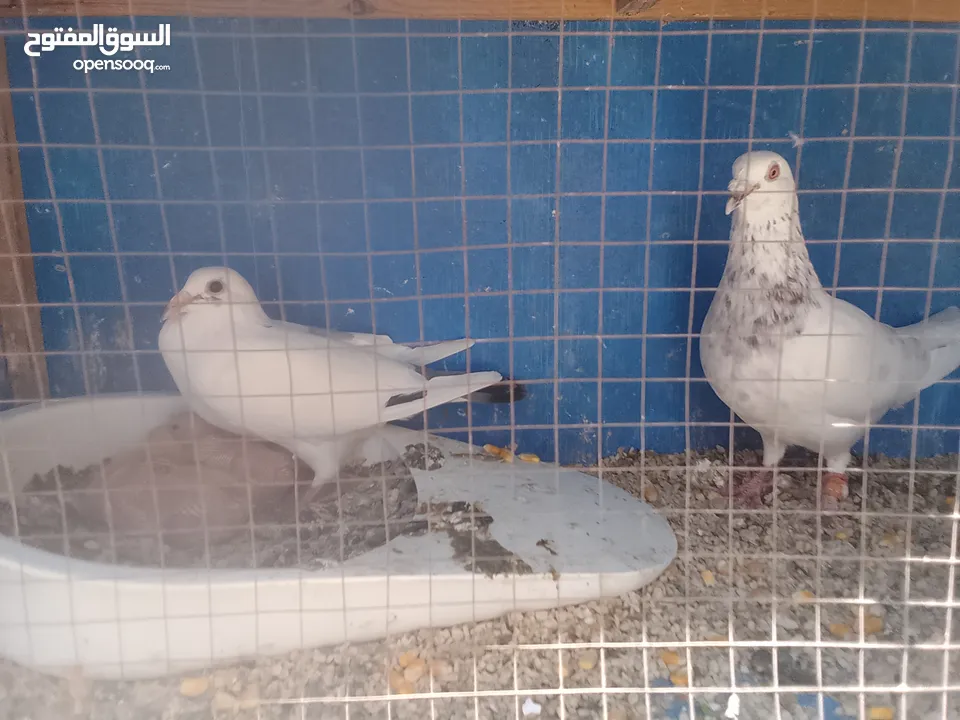 حمام كش الوان البيع.  في حمام زق  البيع