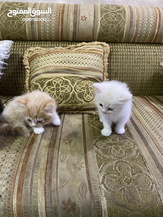 Persian cat for sale(Free)