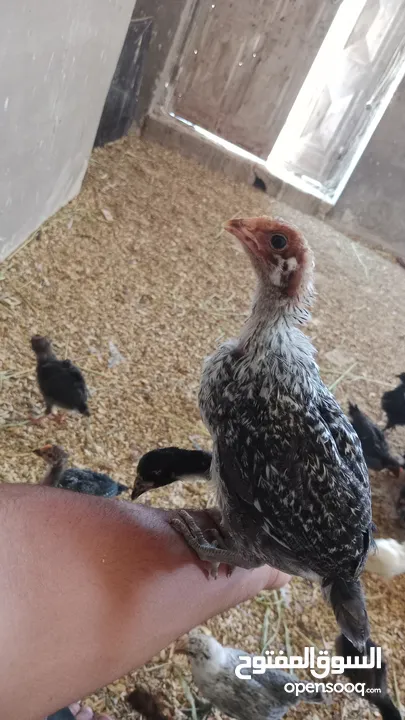 صيصان بلدي عمر شهر ونص