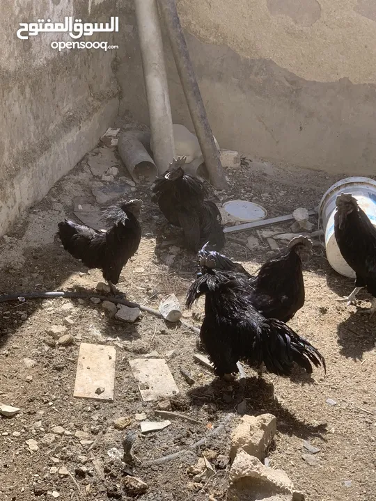ديوك لمبرجيني و صيصان صحة و نظافة  بلدي للبيع