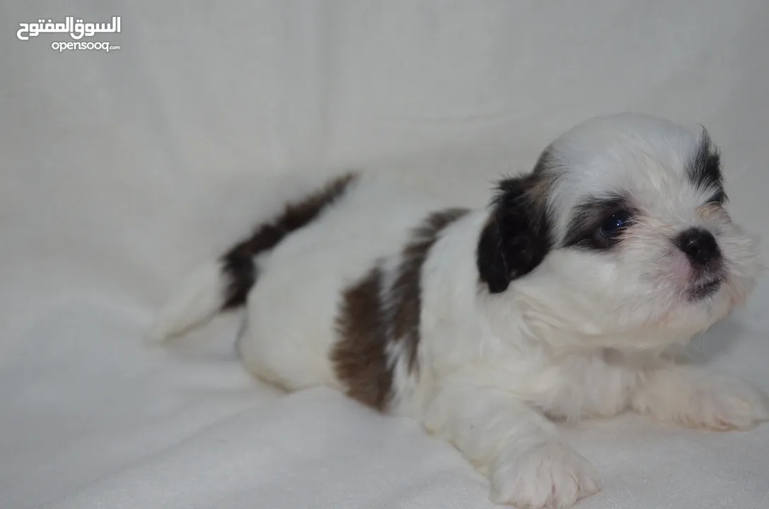 1 month old Shihtzu