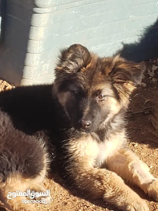 german Shepard work line