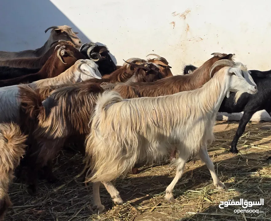 غنم جباليات اغلبهن عشرات وما يبعد عن يولدن ع 48 ف الرأس بالجمله وتنقي ع حسب الاختيار