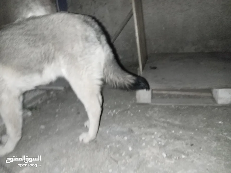 وولف    .. مهجن  .. .مع فخ صيد .