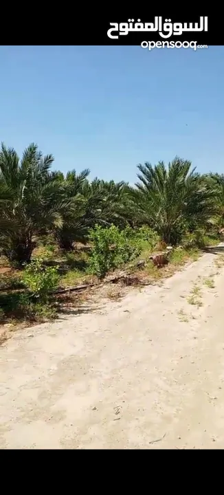 مزرعة للبيع في الكرامة