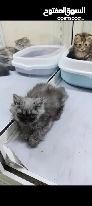 Scottish fold female kitten, persian female kitten.