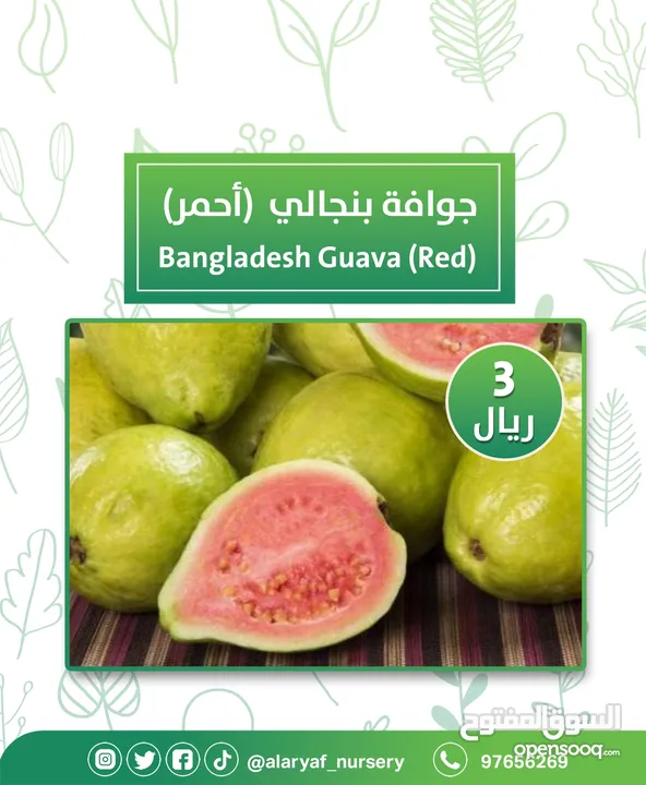 شتلات وأشجار الجوافة من مشتل الأرياف أسعار منافسة الأفضل في السوق  امرود کا درخت  guava